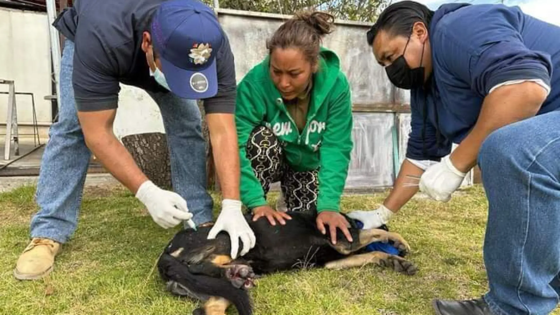 programa Veterinario en casa perros (4)